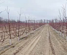 В садах «Мелітопольської черешні» деревам черешні формують веретеноподібну крону